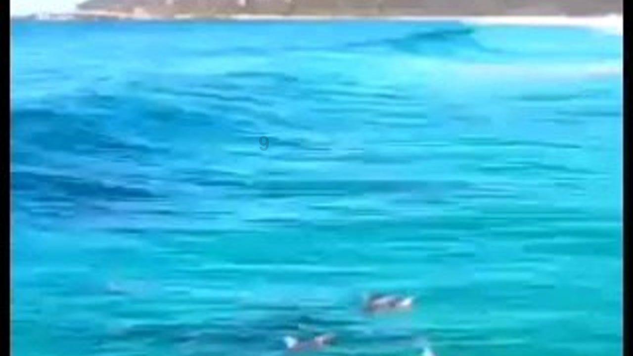 熊出没水果大陆2