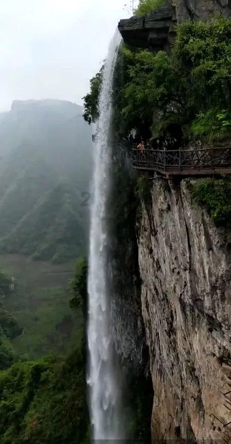 细胞分裂5